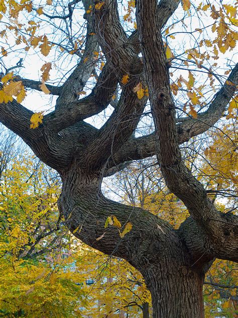 Twisted Oak Tree Photograph By Lucio Cicuto