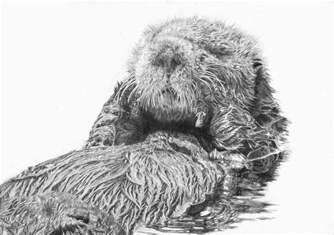 Sea Otter Drawing At Explore Collection Of Sea
