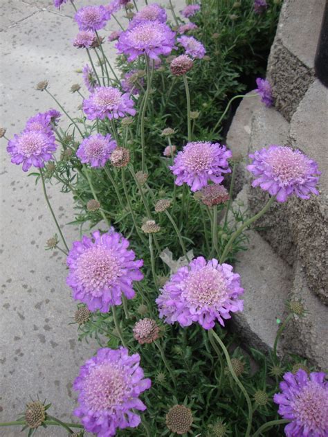 Photo Of Pincushion Flower Scabiosa Columbaria Butterfly Blue
