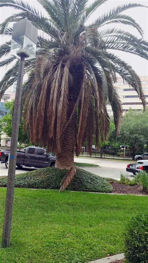 No Fronds On Palm Tree What To Do About Palm Tree Fronds Falling Off