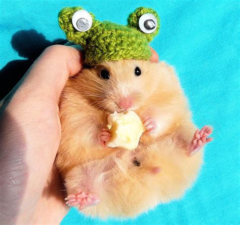 20 Cutest Hamster Photos