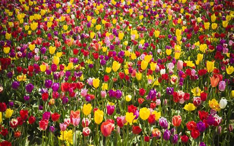 🔥 35 Field Of Tulips Wallpaper Wallpapersafari
