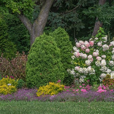 How To Plant Arborvitae — Our Guide With Tips That Work