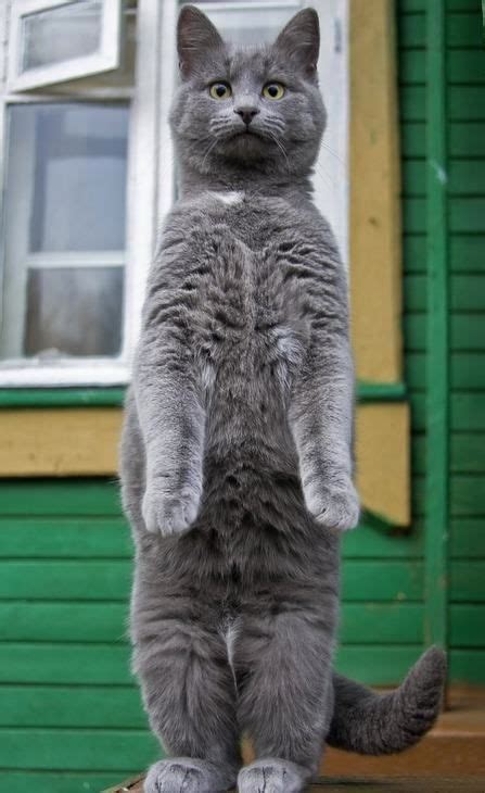 28 Cats Standing On Their Hind Legs Pleated Cats Meow