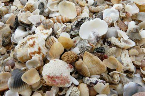 Free Images Coast Nature Petal Holiday Seafood Close Material Shell Invertebrate