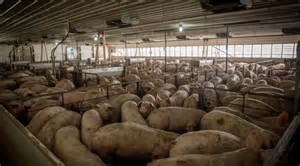 Image result for CAFO for hogs