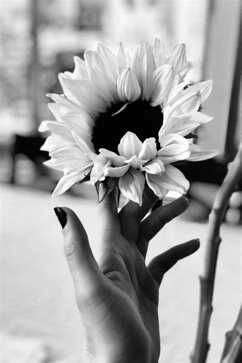 Download A Black And White Aesthetic Flower Wallpaper
