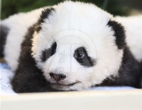 Twin Panda Cubs Named Meng Yuan And Meng Xiang In Berlin Anadolu