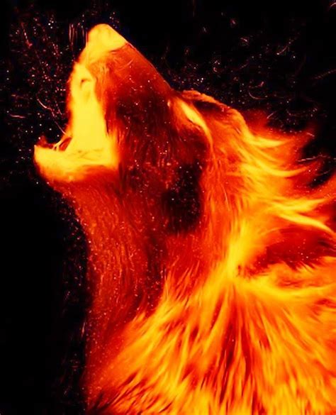 A Close Up Of A Dogs Head On Fire