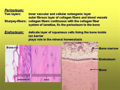 Histology 1 9 Supportive Tissues Supportive Tissues Are