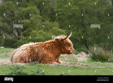 Highland Cow Photographed In Perthshire Scotland Stock Photo Alamy