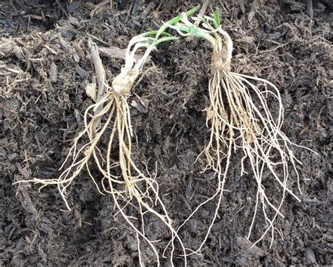 Plant Roots 101 Going Back To Our Roots In The Garden Homesteading