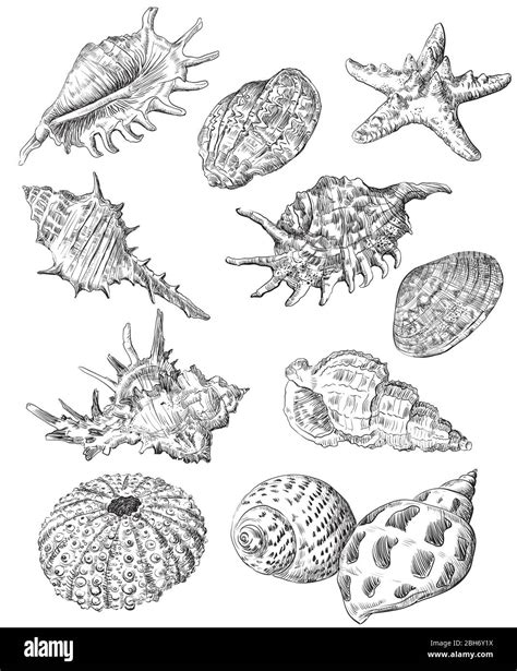 Hand Drawing Sketch Set Of Seashells Vector Monochrome Illustration Of