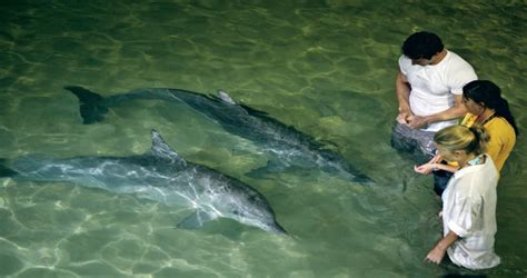 Moreton Island Fun Day With Dolphin Feeding Adrenaline