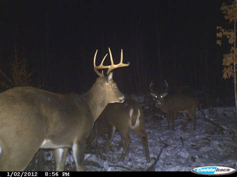 Mike Foss Trail Cam Photos On Wisconsin Outdoors With