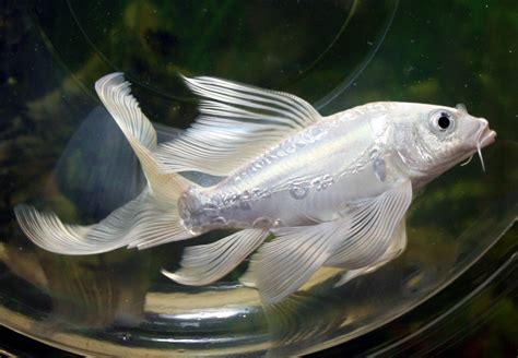 Buy butterfly koi and get the best deals at the lowest prices on ebay! Live Koi Fish Platinum Pure White Doitsu Butterfly Long ...