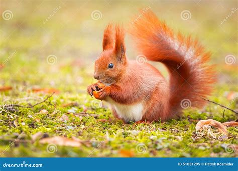 Red Squirrel Eating Hazelnut Stock Image Image Of Forest Outdoor