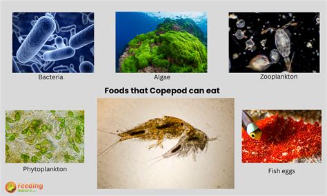 What Do Copepod Eat Things You Need To Know Feeding Nature