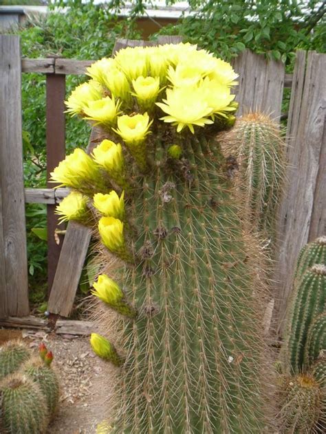 Pin On Cactus Jerk Flower Hybrids Trichocereus
