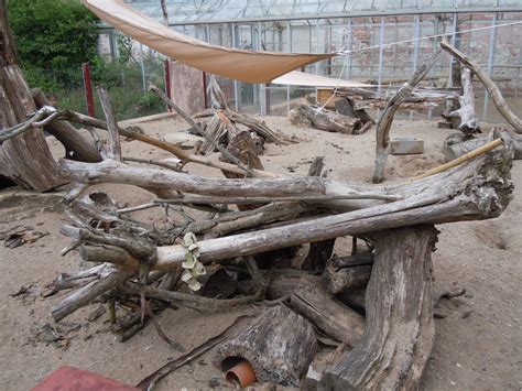 Walled Garden Meerkat Exhibit Outdoors 290620 Zoochat
