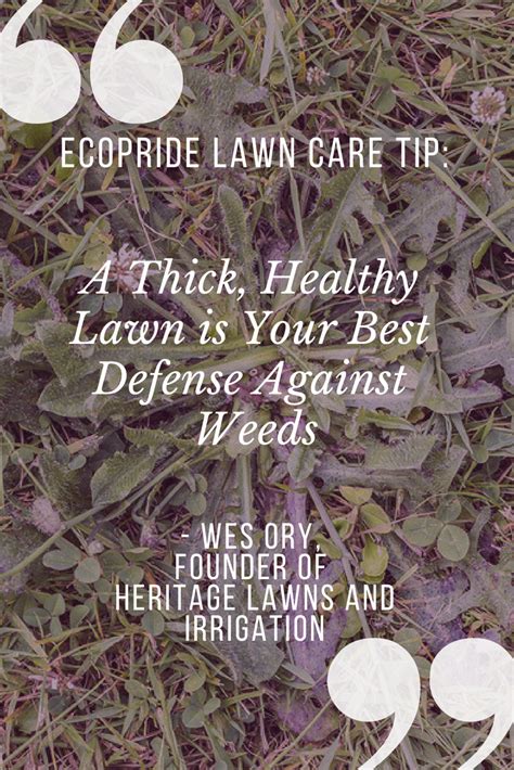 Jūs varat atrast sīkāku informāciju par southern pride lawn care inc vietnē www.southernpridelawn.com. Having a thick, healthy lawn is your best defense against ...