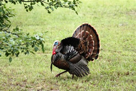 Wild Tom Turkey In Grass Free Stock Photo Public Domain Pictures