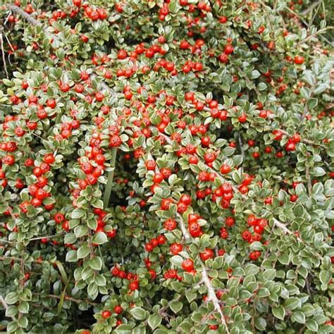 21 Low Maintenance Shrubs Anyone Can Grow Gardenoid