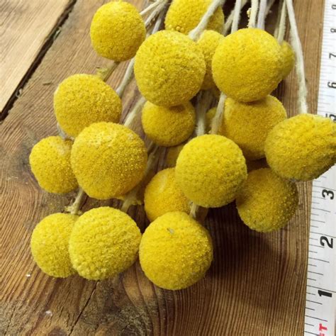 See more ideas about flower arrangements, arrangement, floral arrangements. Yellow Craspedia - Billy Balls - DIY Dried Flower Bundle ...