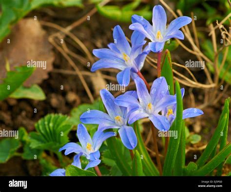 Early Spring Blue Flowers Growing On Soil Puschkinia