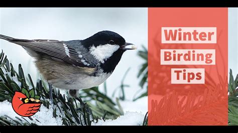 Winter Birding Tips Youtube