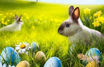 Easter Spring Rabbit Bunny Flowers Sunshine Eggs