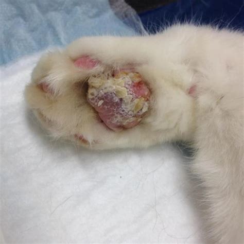 Patas Hinchadas En Gatos Causas Y Tratamientos Gu A Completa Con Fotos