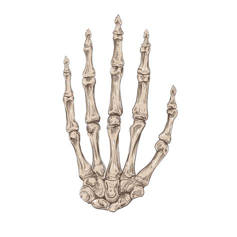Understanding The Bones Of The Human Hand To Improve Your Hand Drawings