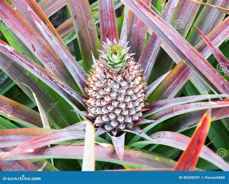 Baby Pineapple Fruit Growing On A Plant Stock Image Image Of Natural
