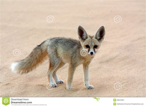 A Fennec Fox In The White Desert Stock Image Image Of Wildlife Hunt