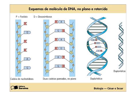 A Analise De Uma Molecula De Rna Mensageiro Revelou