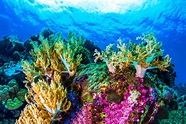 La Grande Barriera Corallina ha perso più del 50% dei suoi coralli per ...