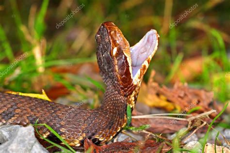 Venomous Water Moccasin Snake Stock Photo By ©wirepec 128542554