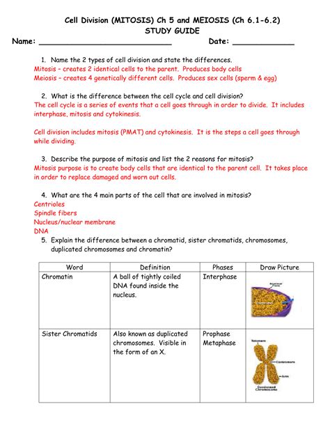 Provide an example of a type of cell in the human body that cell division mitosis and the cell cycle a chromosome and sister chromatids key points about chromosome structure a chromosome. Meiosis Review Worksheet Answers
