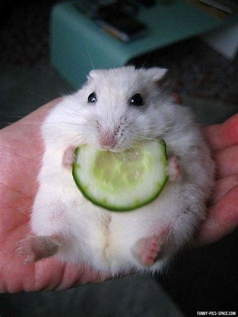 White Baby Hamster Eating Cucumber While Laying On His Back In Someone