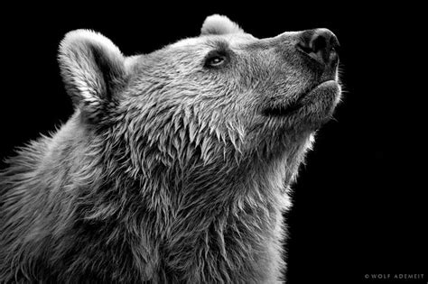 Snooper By Wolf Ademeit Via 500px Animals Bear Grizzly