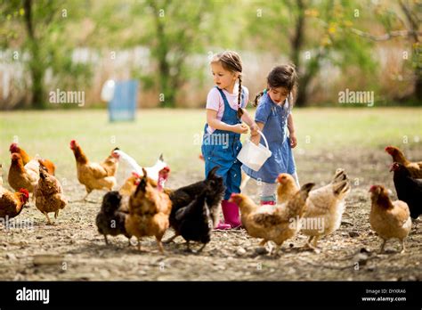 Little Girl Feeding Chickens Stock Photo Alamy