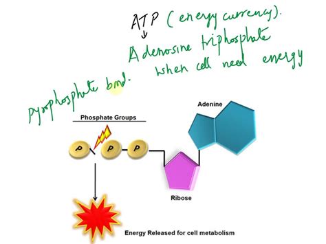 Which Part Of The Adenosine Triphosphate Molecule Is Released When It