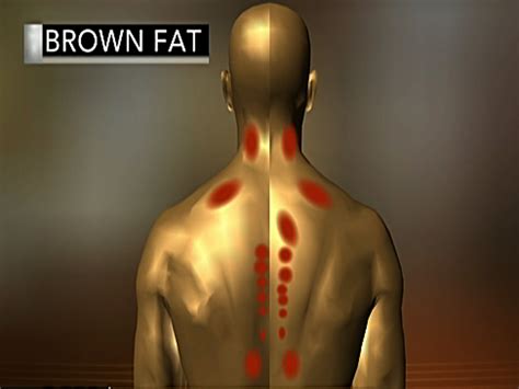 Healthy Brown Fat May Reduce Risk For Obesity And Diabetes Cbs News