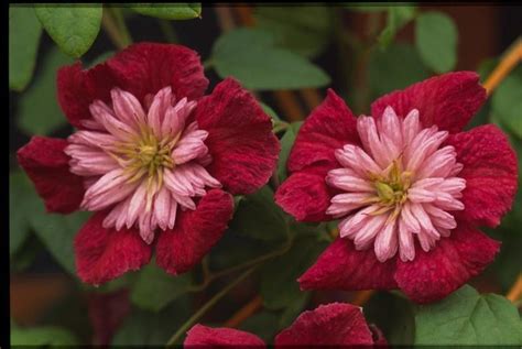 Here is a simple guide on how to prune your clematis if you have although this may seem harsh the plant will be encouraged to produce strong new shoots that will. Clematis 'Avant Garde' | White flower farm, Clematis ...