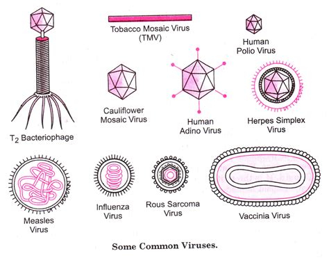 Evolution And Classification Of Viruses Chart