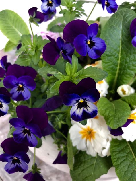Who Could Resist These Violas I Love The Deep Purple Color In The