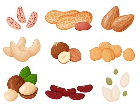 Premium Vector Nuts And Seeds Set In Cartoon Style Cashew Hazelnut