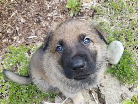 Famous labrador retrievers include the title character from the film version of 'old yeller' (though the book the labrador retriever must be brushed once a week, twice when shedding. 5 week old sable gsd puppy | Gsd puppies, Puppies, Labrador retriever