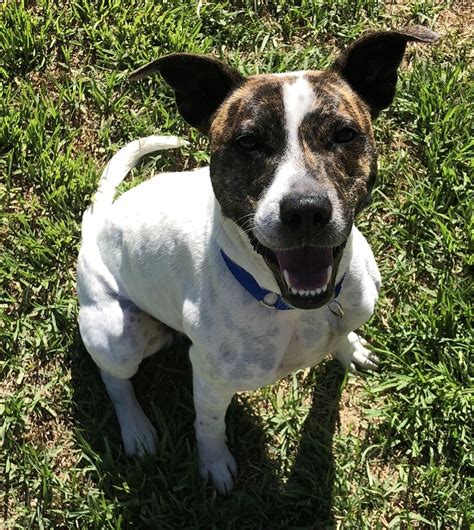 Grace Marie Now Missy Medium Female Jack Russell Terrier X Staffy Mix